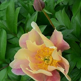 'Julia Rose' Peony #5