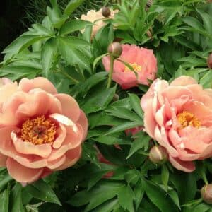 'Peach-a-Licious' Garden Candy Itoh Peony
