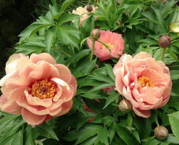 'Peach-a-Licious' Garden Candy Itoh Peony