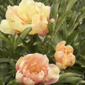 'Singing In The Rain' Peony