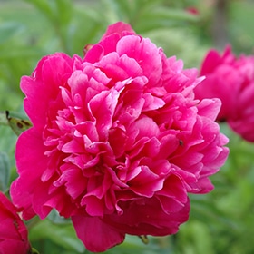 'Kansas' Peony