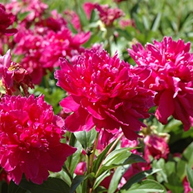 'Karl Rosenfield' Peony