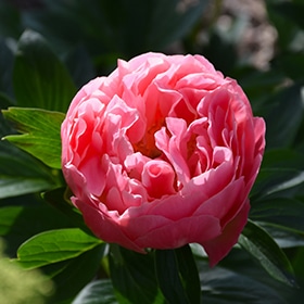 'Pink Hawaiian Coral' Peony