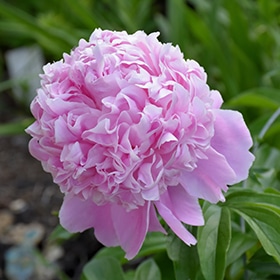 'Sarah Bernhardt' Peony #3