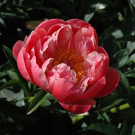 'Scarlet O'Hara' Peony