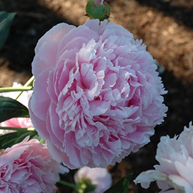 'Shirley Temple' Peony