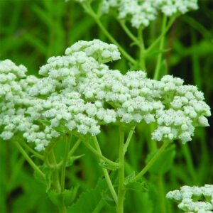 Wild Quinine
