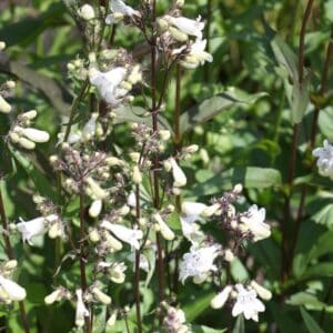 Penstemon Beard Tongue