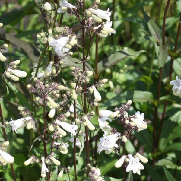 Penstemon Beard Tongue