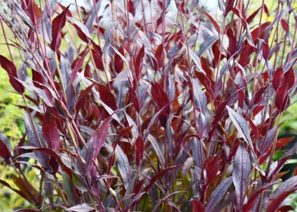 'Pinot Noir' Penstemon - Image 2