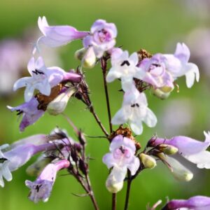 'Pinot Noir' Penstemon
