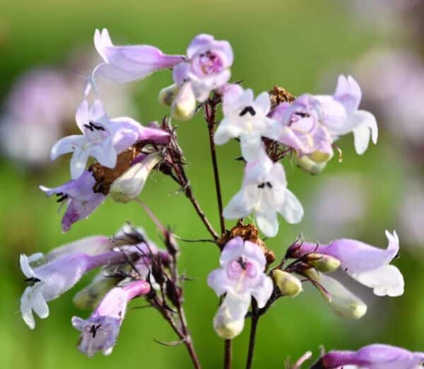 'Pinot Noir' Penstemon