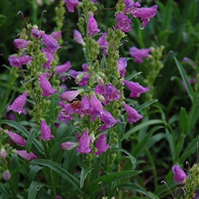 'Prairie Dusk' Beard Tongue