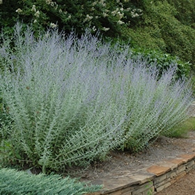 Russian Sage