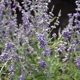 'Blue Jean Baby' Russian Sage #1