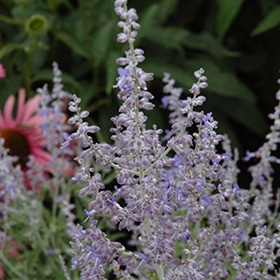 Denim 'n Lace' Russian Sage