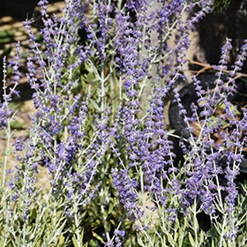 'Little Spire' Russian Sage #1