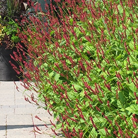 'Firetail Persicaria'