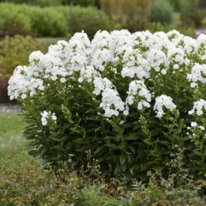 'Backlight' Phlox