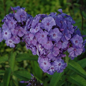 'Blue Paradise' Garden Phlox