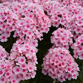 'Bright Eyes' Garden Phlox