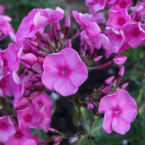 'Bubblegum Pink' Phlox #1 - Image 2