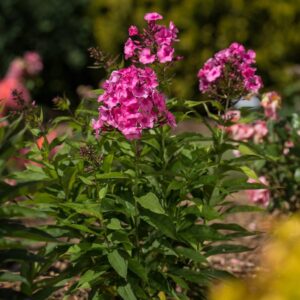 'Bubblegum Pink' Phlox
