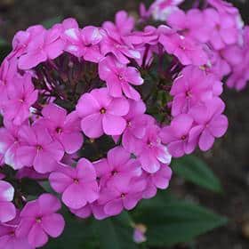 'Cloudburst' Phlox
