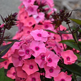 'Coral Creme Drop' Phlox