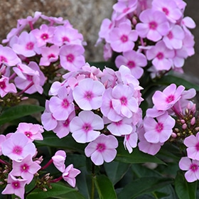 'Cotton Candy' Phlox