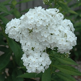 'David' Garden Phlox