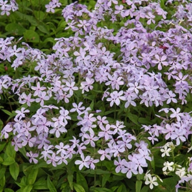 Blue Woodland Phlox #1