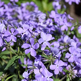 'Blue Moon' Garden Phlox #1