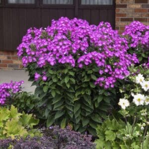 'Dream Girl' Phlox