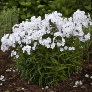 'Fashionably Early Crystal' Phlox