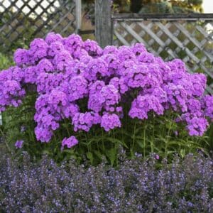 'Flamingo' Fashionably Early Phlox
