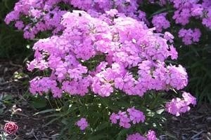 'Forever Pink' Phlox