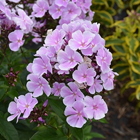 'Franz Shubert' Garden Phlox #1