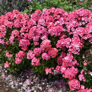 'Glamour Girl' Garden Phlox #1