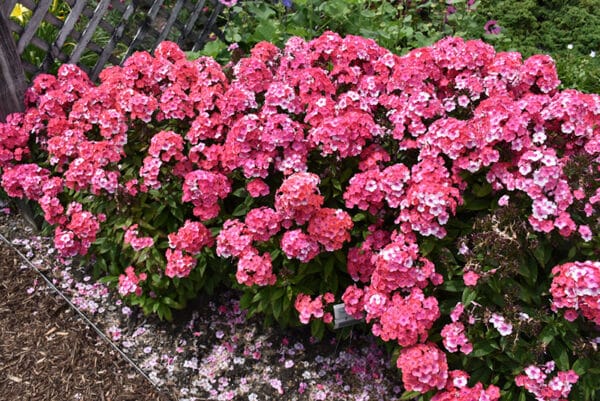 'Glamour Girl' Garden Phlox #1
