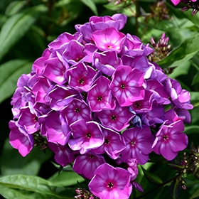 'Grape Lollipop' Phlox