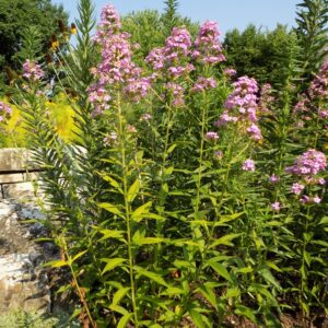 'Jeanna' Garden Phlox