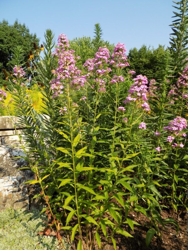 'Jeanna' Garden Phlox