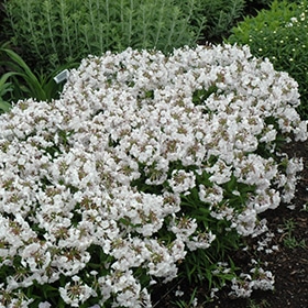 'Minnie Pearl' Phlox