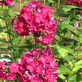 'Nicky' Garden Phlox #1