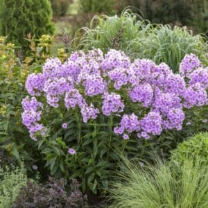 'Opalescence' Phlox