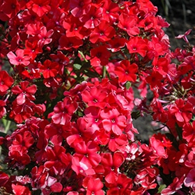 'Orange Perfection' Garden Phlox