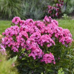 'Pink Lightning' Phlox