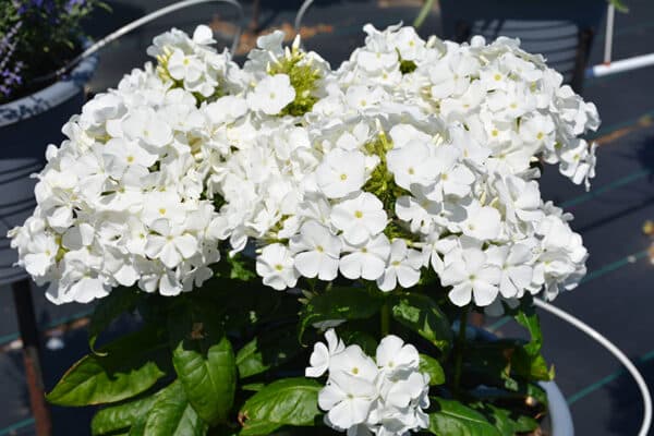 'Pro White' Flame Phlox