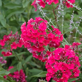 'Starfire' Garden Phlox
